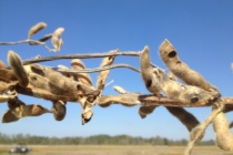 Bollworm Treatments Starting In Later Planted MS Soybeans