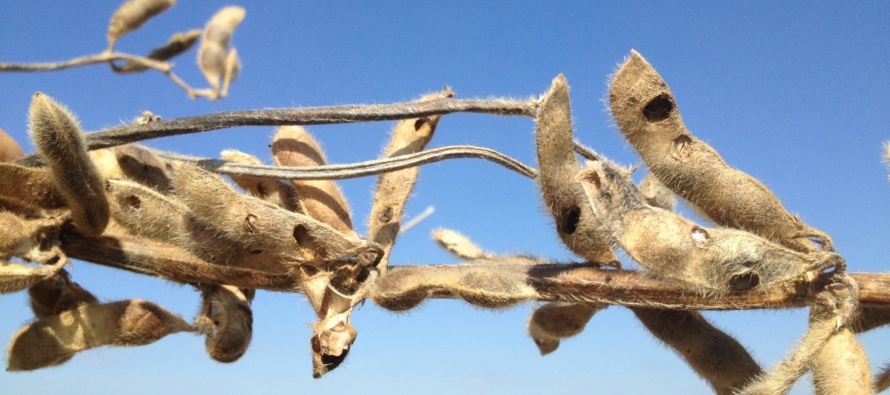 Bollworm Treatments Starting In Later Planted MS Soybeans