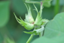 Bollworm Moths and Eggs Plentiful in Cotton: How Aggressive Should We Be?
