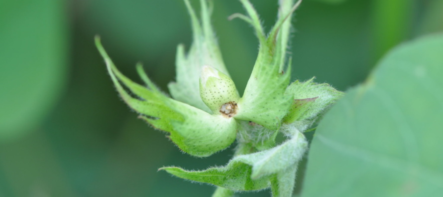 Bollworm Moths and Eggs Plentiful in Cotton: How Aggressive Should We Be?