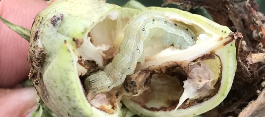 Bollworm Update in Cotton and Soybean