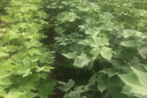 Cotton:  Plant Growth Regulator Use