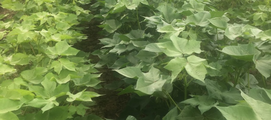 Cotton:  Plant Growth Regulator Use