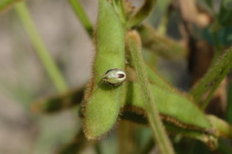 Redbanded Stink Bug Update 7/21/2017