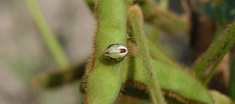 Podcast: Cotton and Soybean Insect Update 8/13/19