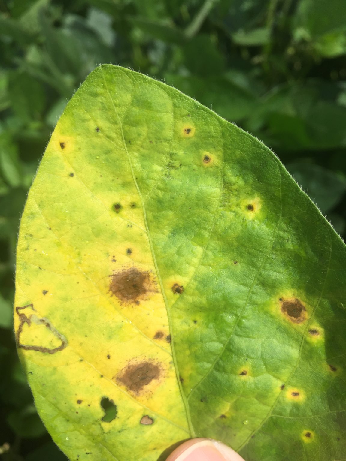 Soybean Disease Update July 1, 2017 Mississippi Crop Situation
