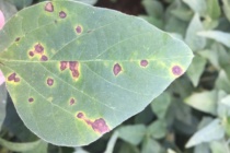 Soybean Disease Update: July 22, 2017 (UPDATED 7/23/2017)