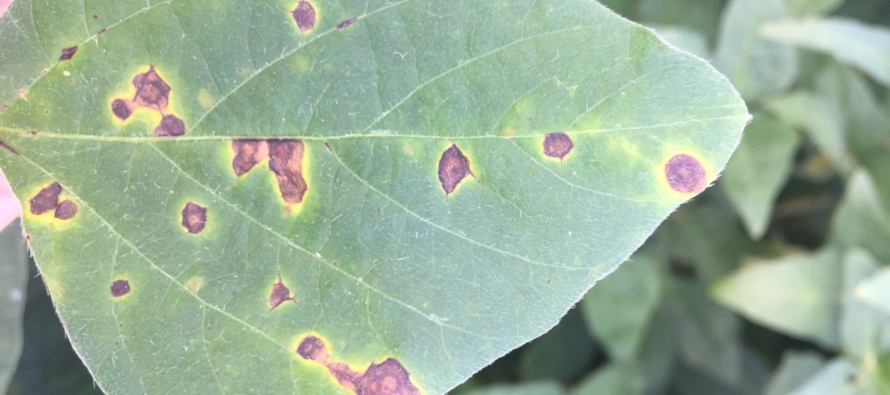 Soybean Disease Update: July 22, 2017 (UPDATED 7/23/2017)