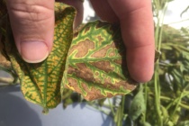 Soybean Disease Update: July 1, 2017