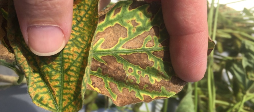 Soybean Disease Update: July 1, 2017