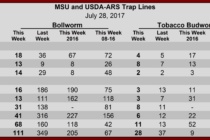 Heliothine Pheromone Trap Counts, July 28, 2017