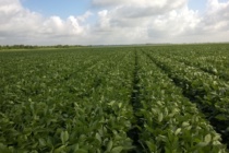 Entries Due Soon for Mississippi Soybean Yield Contest