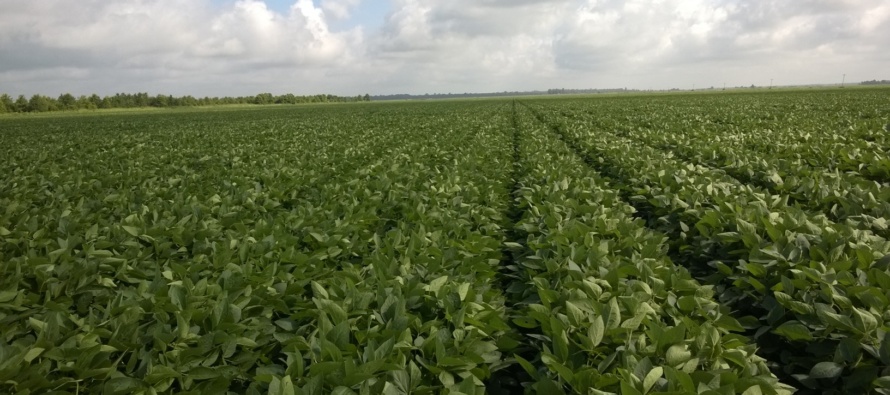 Flood Irrigated Soybean Yield Considerations