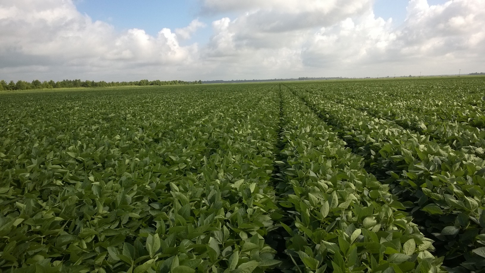 Flood Irrigated Soybean Yield Considerations Mississippi Crop Situation
