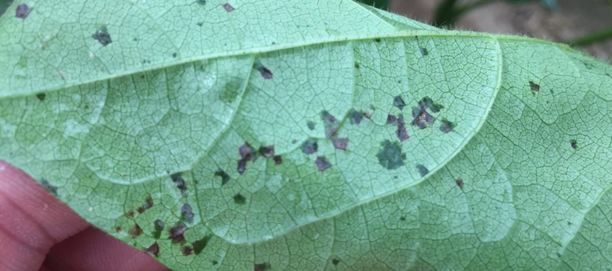 Cotton Disease Update: July 6, 2017 UPDATED (7/10/2017 @ 6 PM)