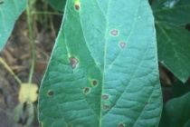 Soybean Target Spot: Information Regarding Susceptible Varieties Observed During 2016
