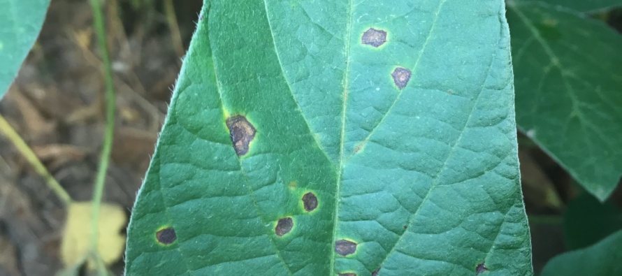 Soybean Target Spot: Information Regarding Susceptible Varieties Observed During 2016