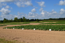 Sweetpotato Field Day- August 31st (Pontotoc, MS)
