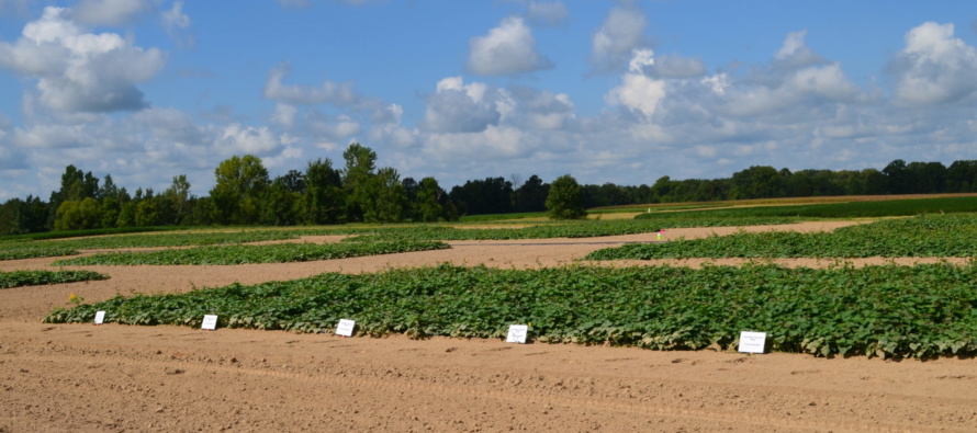 Sweetpotato Field Day- August 31st (Pontotoc, MS)