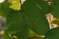 Cotton Foliar Diseases (updated/corrected)