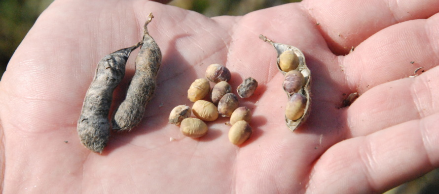 Protecting Soybean Seed Quality