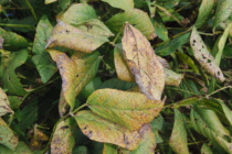 Foliar Soybean Disease Update: August 19, 2017