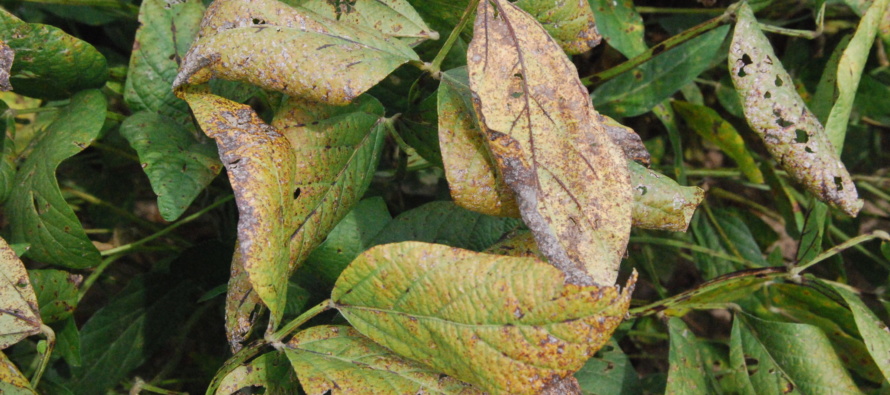 Foliar Soybean Disease Update: August 19, 2017