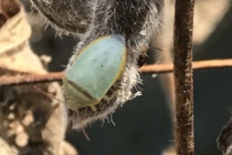 Mixing Soybean Desiccants with Insecticides