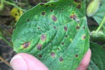 2018 Soybean OVT Foliar Disease Evaluations: Maturity Group V