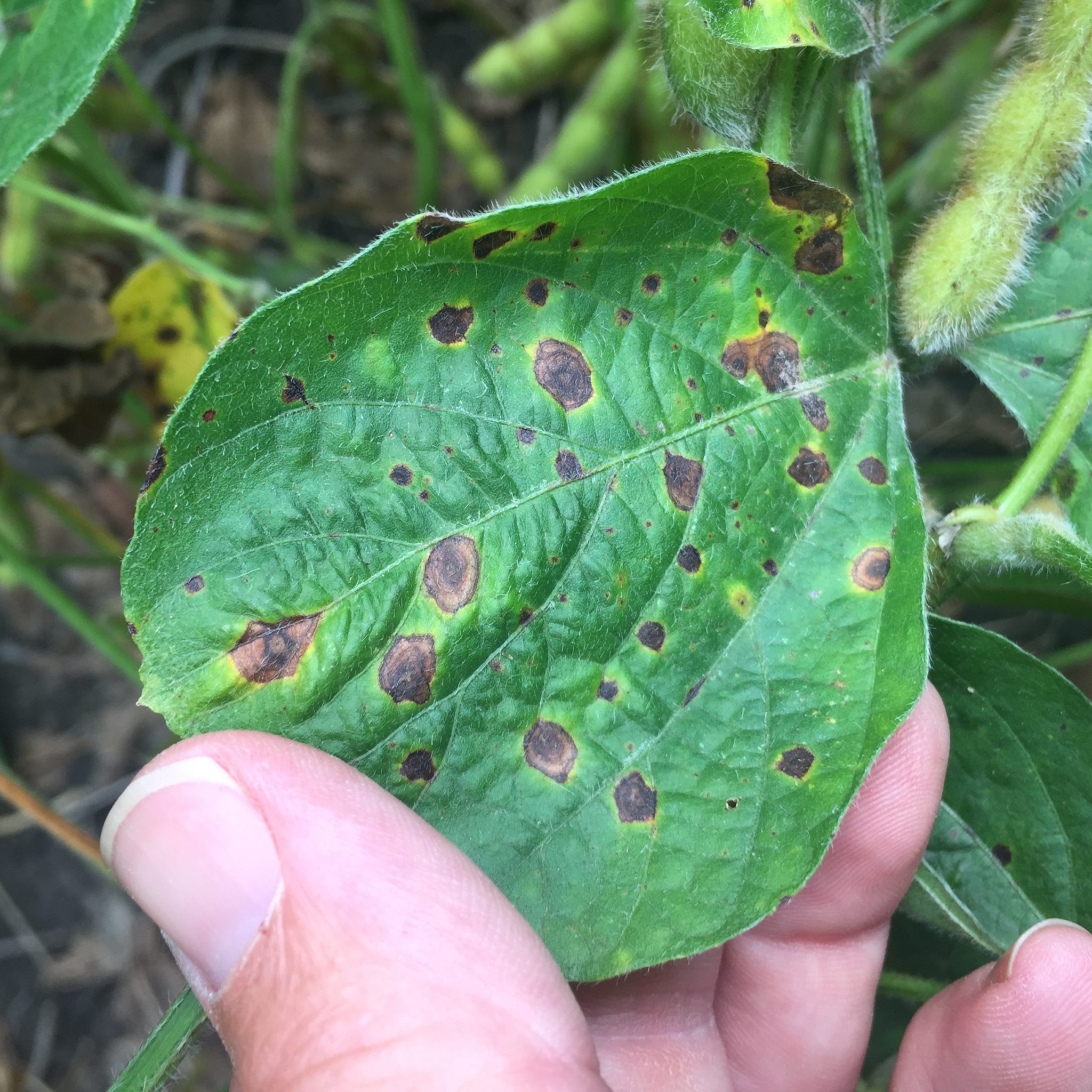 Foliar Soybean Disease Update August 19, 2017 Mississippi Crop Situation