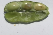 When Can I Quit Treating Redbanded Stink Bug in Soybean?