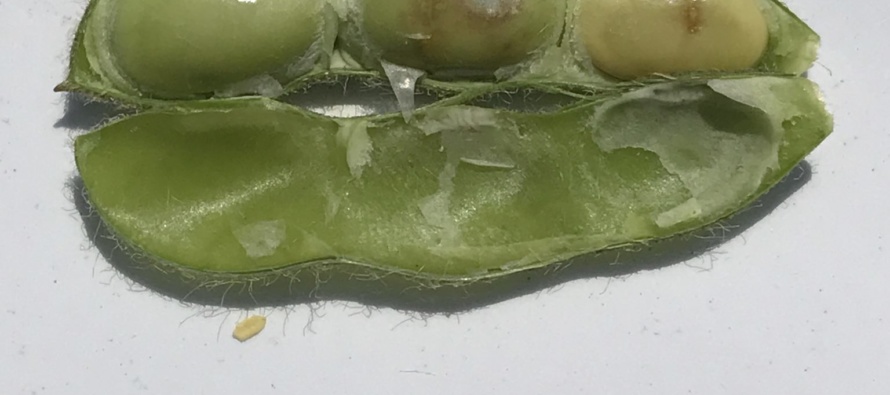 When Can I Quit Treating Redbanded Stink Bug in Soybean?