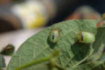 Redbanded Stink Bug Ditchbank Survey 5/10/2018