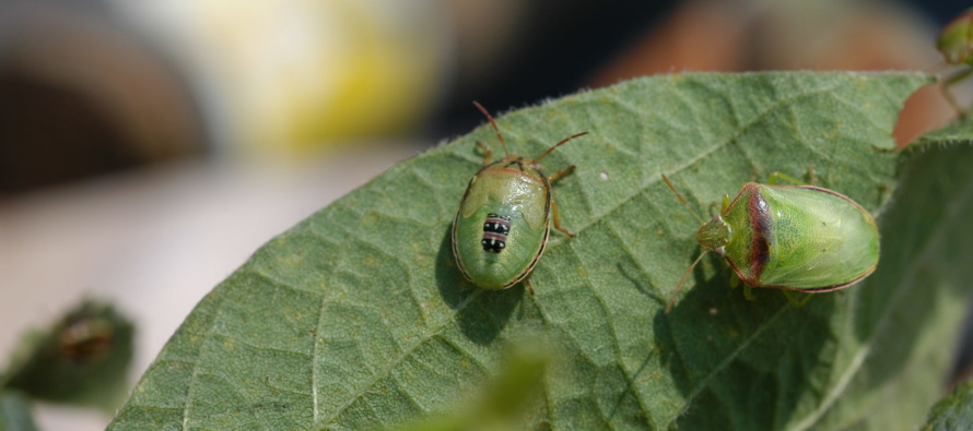 Redbanded Stink Bug Ditchbank Survey 5/10/2018