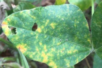 Soybean Rust Update: August 5, 2017