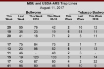 Heliothine Pheromone Trap Counts, August 11, 2017