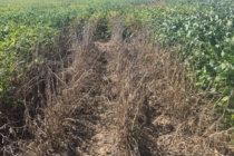 2017 Soybean Stem Canker Inoculated Variety Trial Evaluations