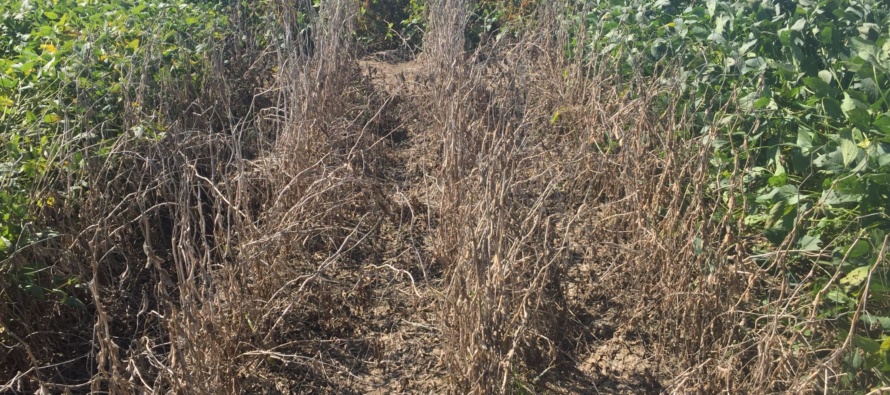 2017 Soybean Stem Canker Inoculated Variety Trial Evaluations