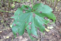 Cotton Target Spot: 2017 Lucedale OVT Disease Rating Results