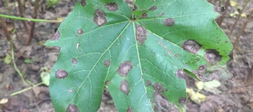 Cotton Target Spot: 2017 Lucedale OVT Disease Rating Results