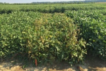 2017 Soybean OVT Foliar Disease Ratings: Maturity Group IV FINAL