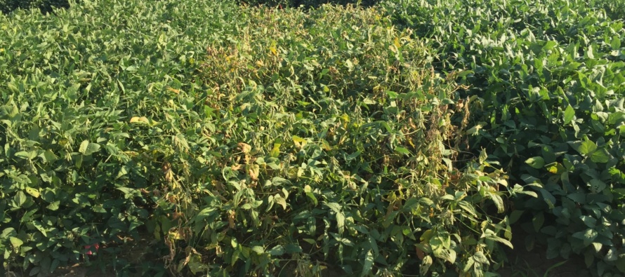 2017 Soybean OVT Foliar Disease Ratings: Maturity Group IV FINAL