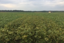 2017 Soybean OVT Foliar Disease Ratings: Maturity Group V FINAL