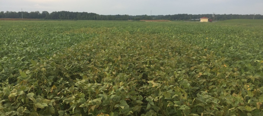 2017 Soybean OVT Foliar Disease Ratings: Maturity Group V FINAL