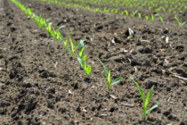 Corn Planting Suggestions for a Potentially Early Season
