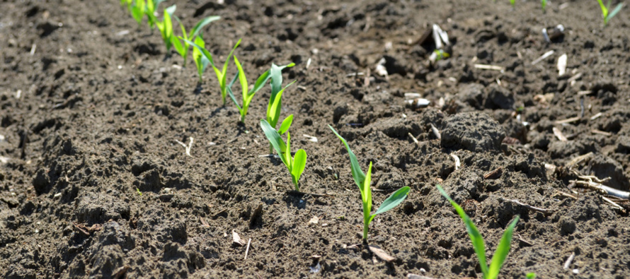 Corn Planting Suggestions for a Potentially Early Season