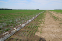 Furrow Irrigated Rice Summary