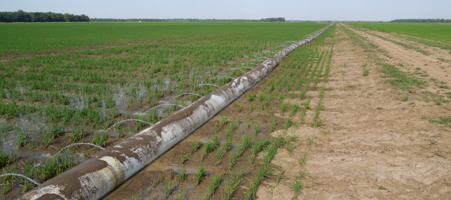 Furrow Irrigated Rice Summary