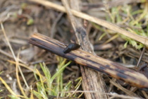 Cool, Wet Weather, and Residue Brings Slugs