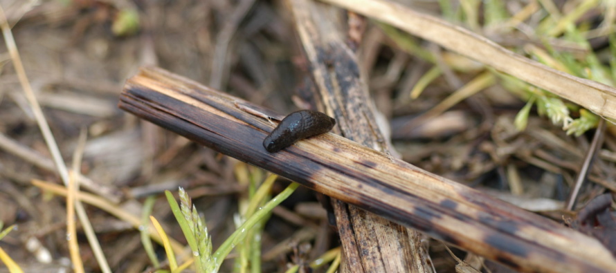 Cool, Wet Weather, and Residue Brings Slugs